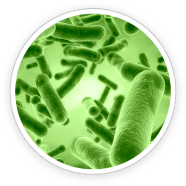 PrimeBiome - Ingredients-1